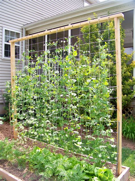 trellis trial|Home .